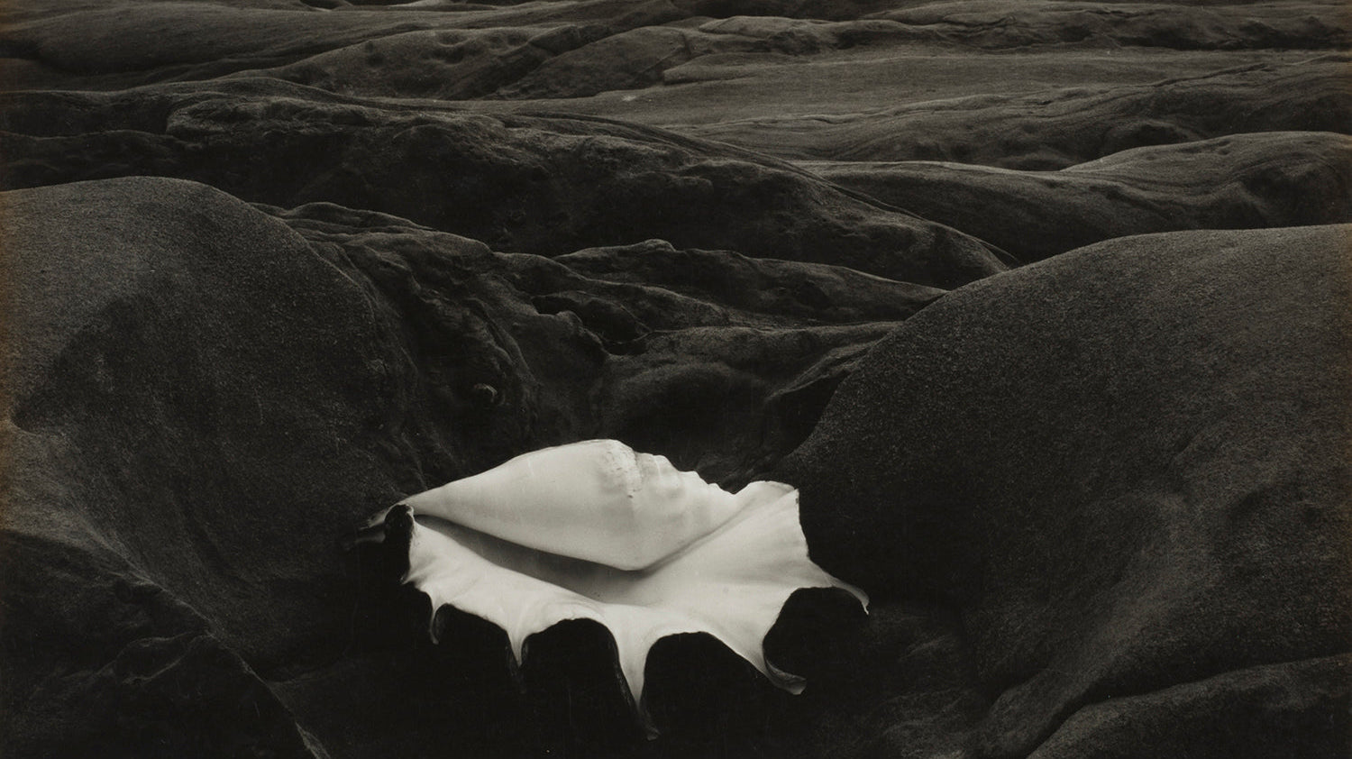 THE MANY LIVES OF EDWARD WESTON