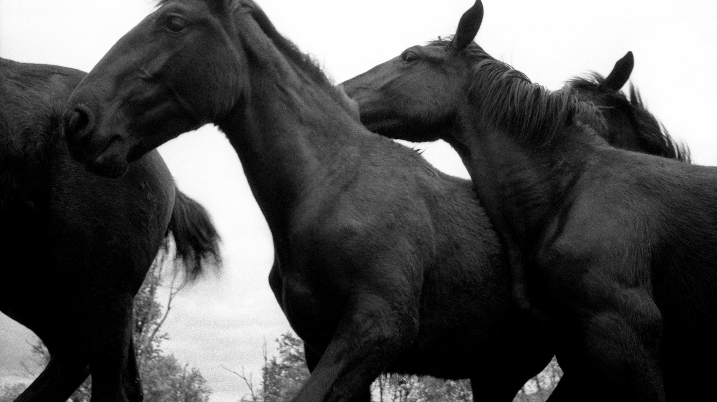 JANE EVELYN ATWOOD. A LOVE OF HORSES