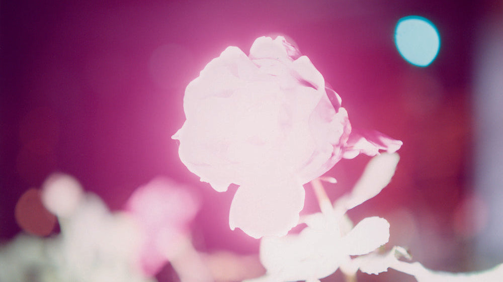 FEELING ALIVE WITH RINKO KAWAUCHI