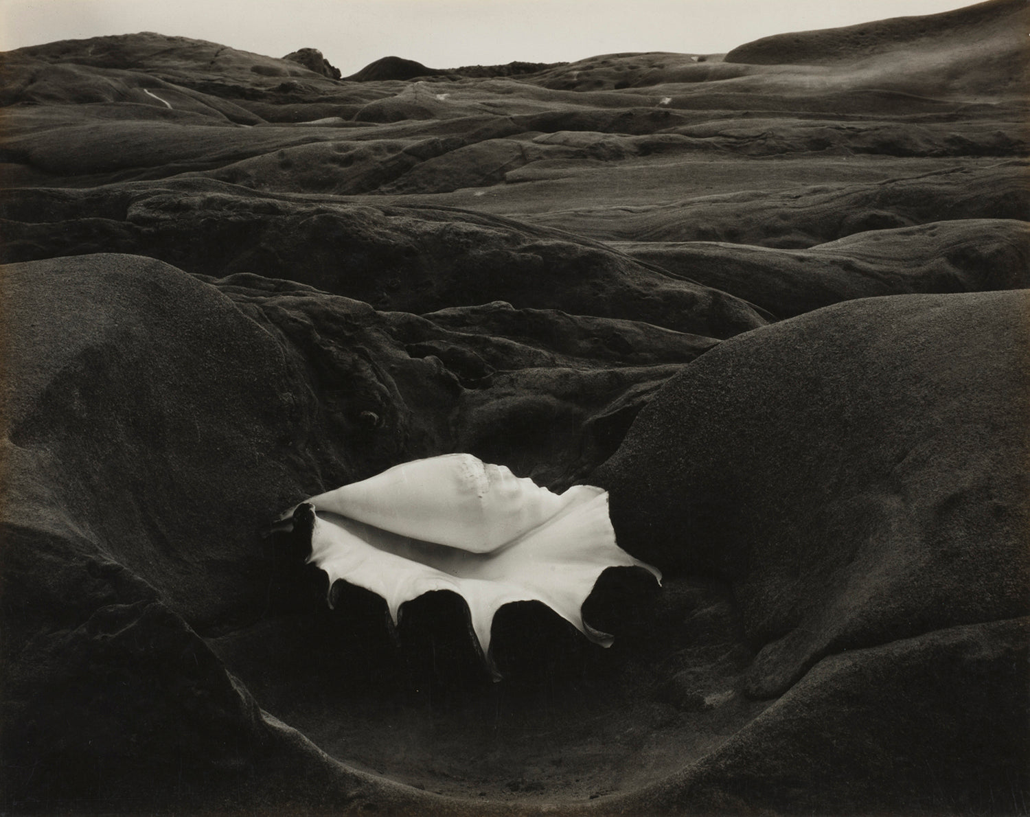 THE MANY LIVES OF EDWARD WESTON
