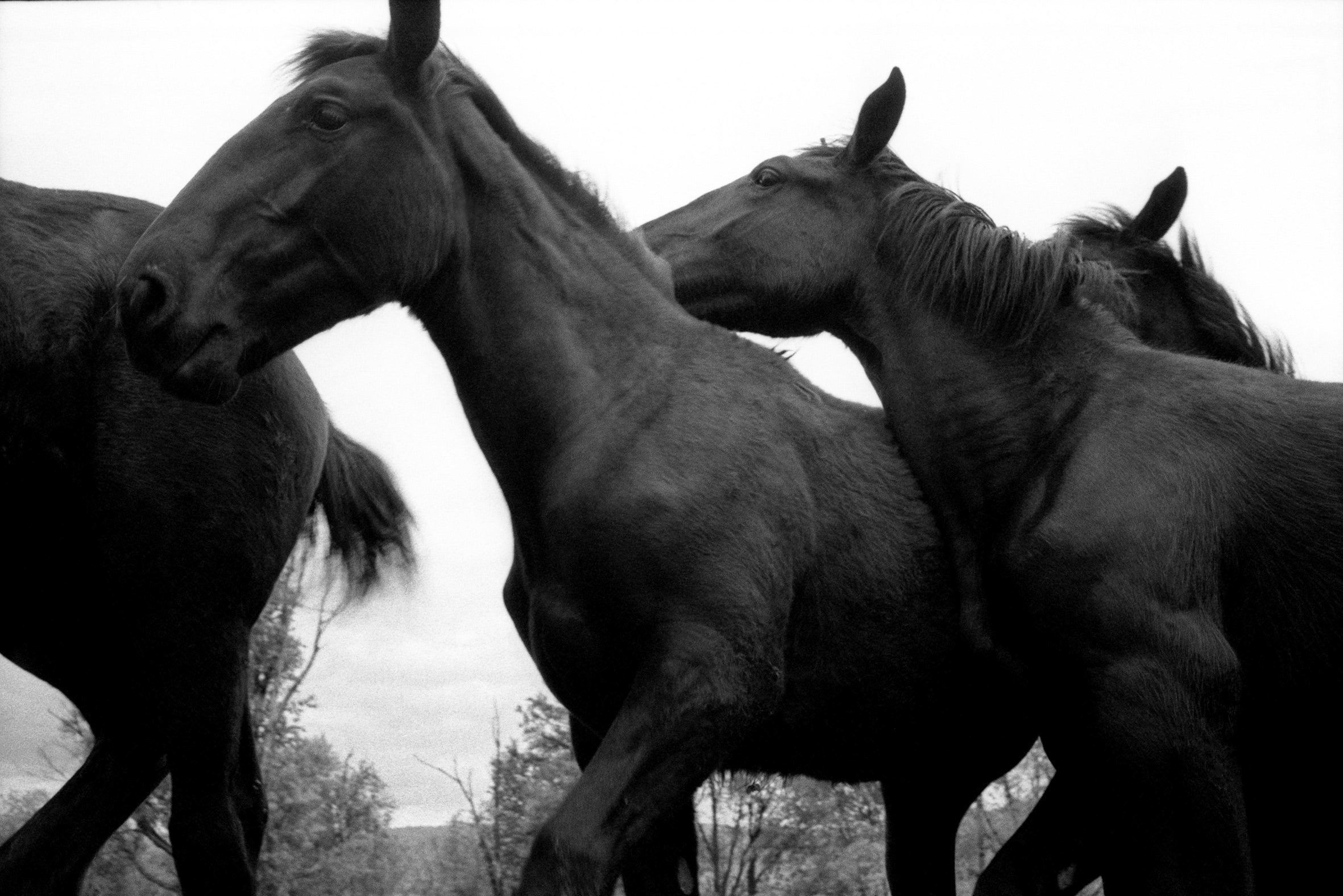 JANE EVELYN ATWOOD. A LOVE OF HORSES
